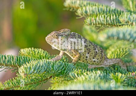 Chameleon on the branch of a bush. Close-up Chamaeleo chamaeleon. Stock Photo