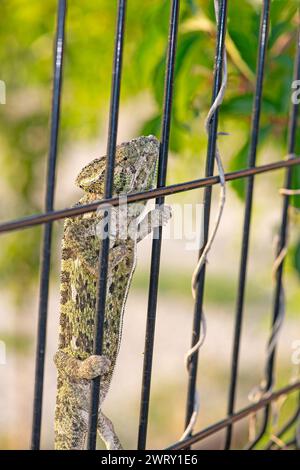 chameleon on the fence in the garden.Chamaeleo chamaeleon. Stock Photo
