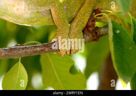 Close-up foot shot of a chameleon walking on a tree branch. Stock Photo