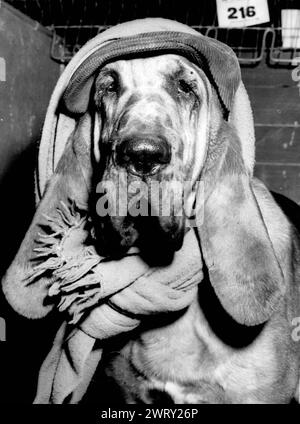October 2, 1956: Birmingham, England, United Kingdom: A large bloodhound, HUNTSMAN, wearing a cap and scarf while waiting the judges decision at the opening of the famous Cruft's Dog Show at Olympia. HUNTSMAN, owned by D. H. Appleton of the Appeline Kennels, Baldock Herts Hunstsman is the son of Hector the bloodhound which appears with comedian Benny Hill in the new comedy film, Who Done It: (Credit Image: © Keystone Press Agency/ZUMA Press Wire). EDITORIAL USAGE ONLY! Not for Commercial USAGE! Stock Photo