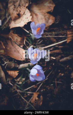 Beautiul crocus flowers in early spring, shot from above. Stock Photo