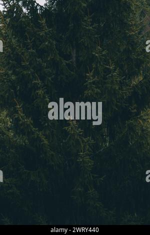 Moody and dark photo of a spruce tree branches. Stock Photo