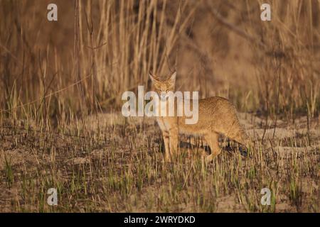 Jungle cat in the grasslands of Corbett National Park, India Stock ...