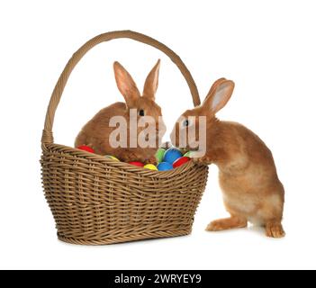 Adorable furry Easter bunnies and wicker basket with dyed eggs on white ...