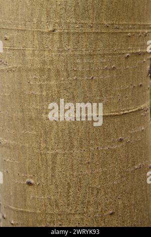 Closeup of Quaking Aspen (Populus tremuloides) tree trunk bark texture in Beartooth Mountains, Montana Stock Photo