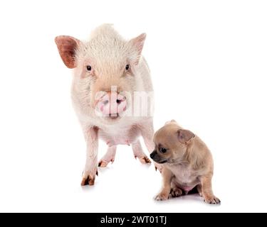 little chihuahua and pig in front of white background Stock Photo
