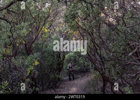 A female hiker in the dense understory of a madrone forest in Henry W. Coe state park in California. Stock Photo