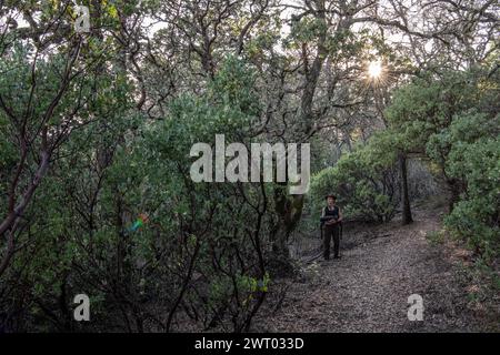 A female hiker in the dense understory of a madrone forest in Henry W. Coe state park in California. Stock Photo