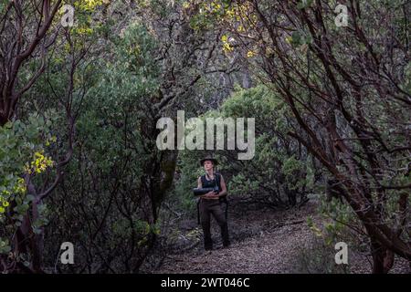 A female hiker in the dense understory of a madrone forest in Henry W. Coe state park in California. Stock Photo