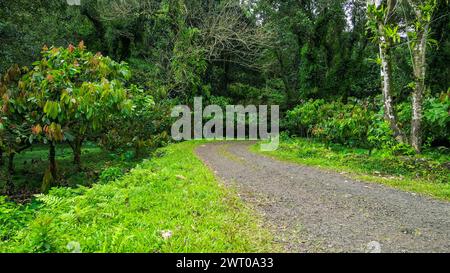 A scenic dirt road winding through lush green forest Stock Photo