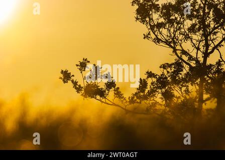 The suns rays illuminate the branches of a tree, creating a striking contrast between light and shadow in a natural setting. Stock Photo