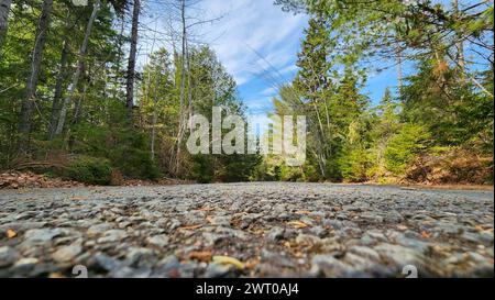 A dirt road winding through a forest with trees on each side and bushes to the right. Stock Photo
