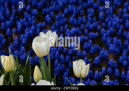 White tulip in focus and grape hyacinths on the background. April flowers background. Stock Photo
