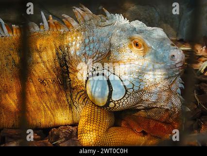 Green iguana basking on a rock, showing its reptilian features and a long spiny tail. Close-up view Stock Photo