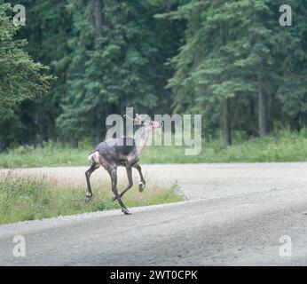 A young caribou walking on the road in Denali National Park and Preserve. Alaska. USA. Stock Photo