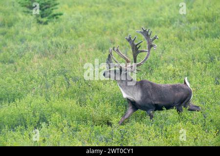 A male caribou walking in Denali National Park and Preserve. Alaska. USA. Stock Photo