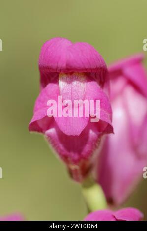Large common snapdragon (Antirrhinum majus), flower, Provence, southern France Stock Photo