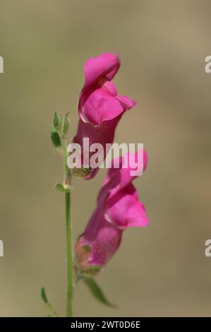 Large common snapdragon (Antirrhinum majus), flowers, Provence, southern France Stock Photo