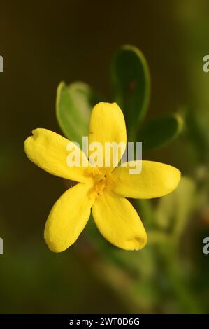 Shrub jasmine or shrubby jasmine (Chrysojasminum fruticans, Jasminum fruticans), flower, Provence, southern France Stock Photo