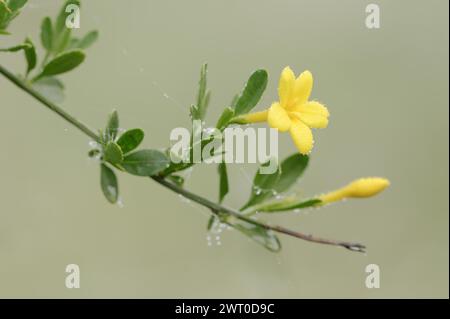 Shrub jasmine or shrubby jasmine (Chrysojasminum fruticans, Jasminum fruticans), Provence, southern France Stock Photo