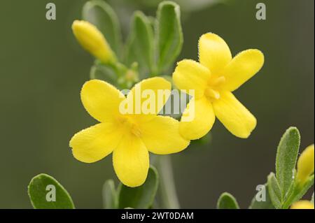 Shrub jasmine or shrubby jasmine (Chrysojasminum fruticans, Jasminum fruticans), flowers, Provence, southern France Stock Photo