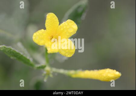 Shrub jasmine or shrubby jasmine (Chrysojasminum fruticans, Jasminum fruticans), flower with dewdrops, Provence, southern France Stock Photo