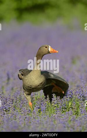 Greenland white-fronted goose or Greenland white-fronted goose (Anser albifrons flavirostris), captive, occurring on Greenland Stock Photo