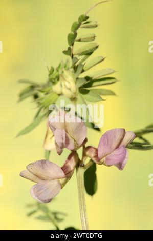 Narrow-leaved vetch (Vicia angustifolia), flowers, Provence, southern France Stock Photo