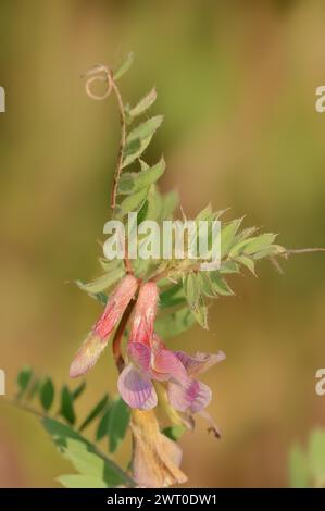 Narrow-leaved vetch (Vicia angustifolia), flowers, Provence, southern France Stock Photo