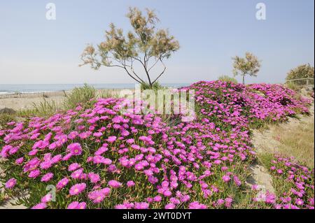 Red noonday flower or Hottentot fig (Carpobrotus acinaciformis) on the beach, Camargue, Provence, southern France Stock Photo