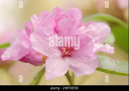 Early spring alpine rose (Rhododendron praecox), flowers, ornamental plant, North Rhine-Westphalia, Germany Stock Photo