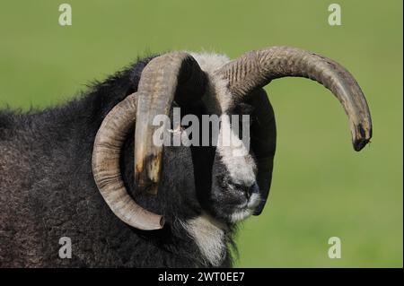Jacob sheep (Ovis ammon f. aries), ram, portrait, Lower Saxony Germany Stock Photo