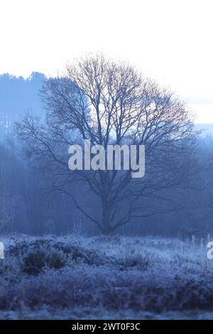 An isolated tree standing in the grass, on a snowy hill Stock Photo