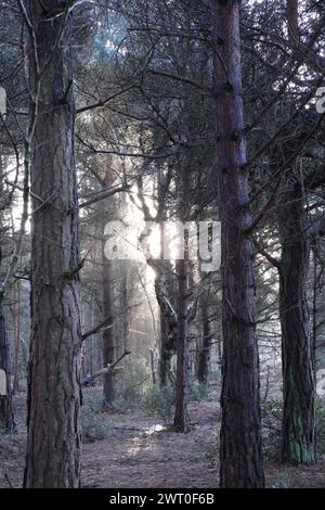 The sunlight filters through trees onto a gravel trail in a picturesque forest setting Stock Photo