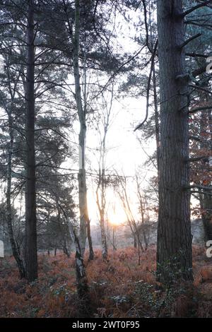 The sun shining through forest trees Stock Photo