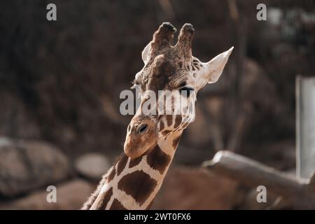 A close-up of a giraffe's head and neck turned left. Stock Photo