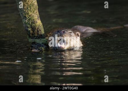 European otter (Lutra lutra) adult animal feeding in a river, England, United Kingdom Stock Photo