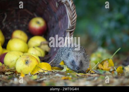European hedgehog (Erinaceus europaeus) adult animal walking next to fallen garden apples collected in a basket in the autumn, England, United Kingdom Stock Photo