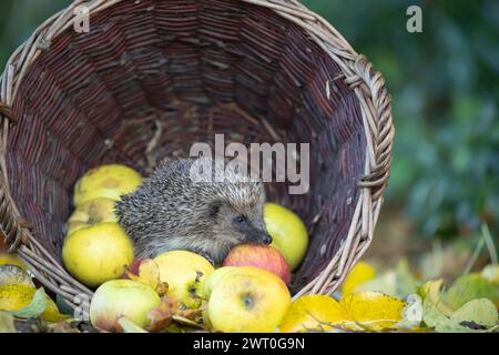 European hedgehog (Erinaceus europaeus) adult animal walking over fallen garden apples collected in a basket in the autumn, England, United Kingdom Stock Photo