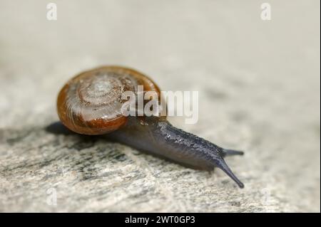 Draparnaud's glass snail (Oxychilus draparnaudi), North Rhine-Westphalia, Germany Stock Photo