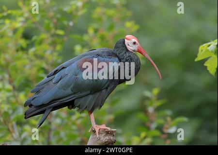 Southern bald ibis (Geronticus calvus), captive, occurrence in Africa Stock Photo