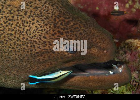 Blue-striped cleaner wrasse (Labroides dimidiatus) cleans away parasites from giant moray (Gymnothorax javanicus) at a cleaning station in a coral Stock Photo