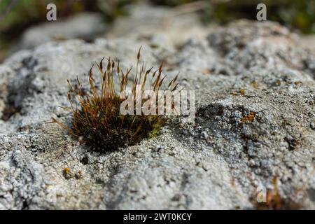 Precious drops of water from the morning dew covering an isolated plant of Ceratodon purpureus that is growing on the rock, purple moss, Burned ground Stock Photo