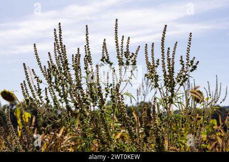 Ambrosia trifida, the giant ragweed, is a species of flowering plant in the family Asteraceae. Stock Photo