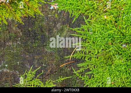 Precious drops of water from the morning dew covering an isolated plant of Ceratodon purpureus that is growing on the rock, purple moss, Burned ground Stock Photo