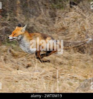 Red Fox ( Vulpes vulpes ) on the run along the edge of a forest, through reed grass, fleeing animal, in motion, panning technique, wildlife, Europe. Stock Photo