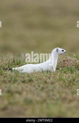 on the hunt... Ermine / Stoat ( Mustela erminea ) in white winter coat on a pasture, meadow, native animal, wildlife, Europe. Stock Photo