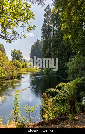 Tranquil River View Flanked by Redwoods in New Zealand Stock Photo