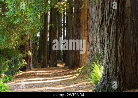 Sunlit Forest Trail Through Ancient Redwoods in Rotorua Stock Photo