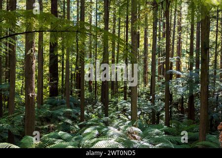 Dappled Light Filtering Through Ferns in Rotorua Redwood Forest Stock Photo